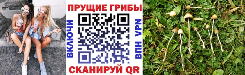 Псилоцибиновые грибы Psilocybine cubensis Среднеколымск
